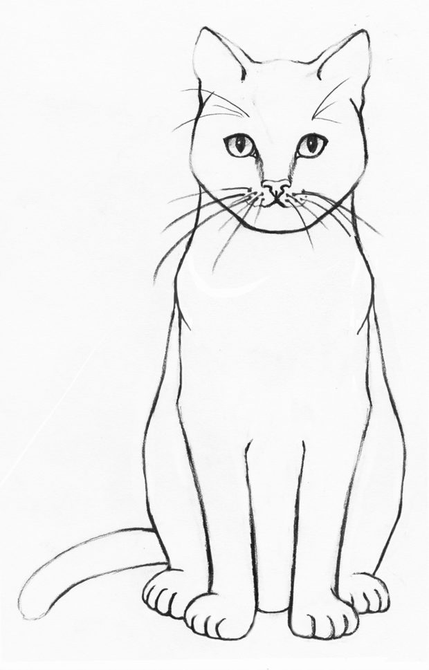 Cat Outline Drawing Image