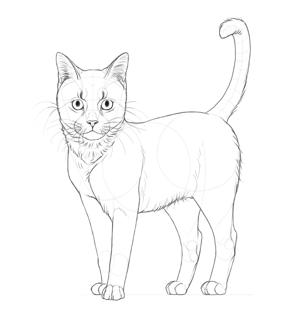 Cat Outline Drawing Realistic