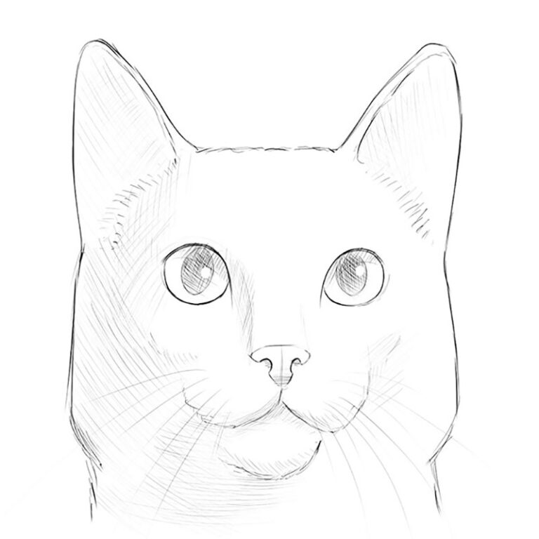 Cat Simple Drawing Beautiful Image