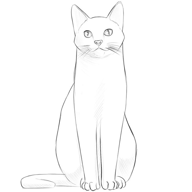 Cat Sitting Drawing Pic