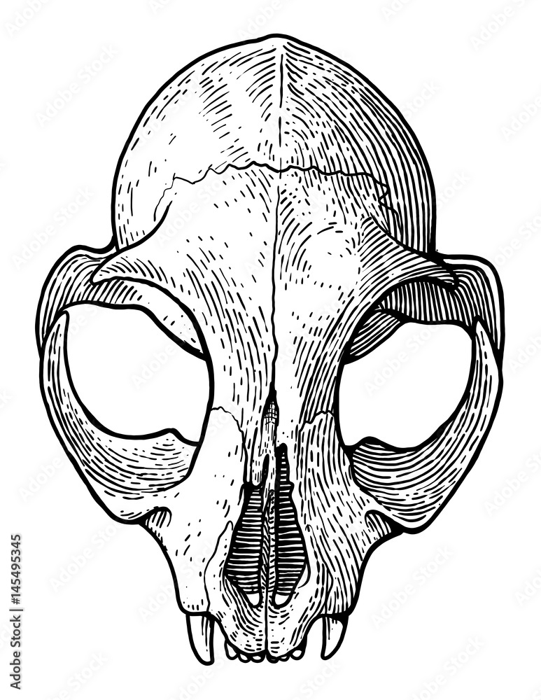 Cat Skull Art Drawing