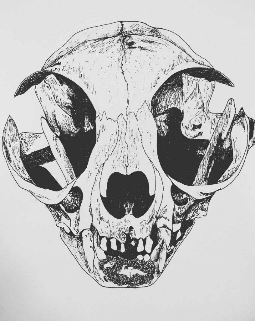 Cat Skull Best Drawing