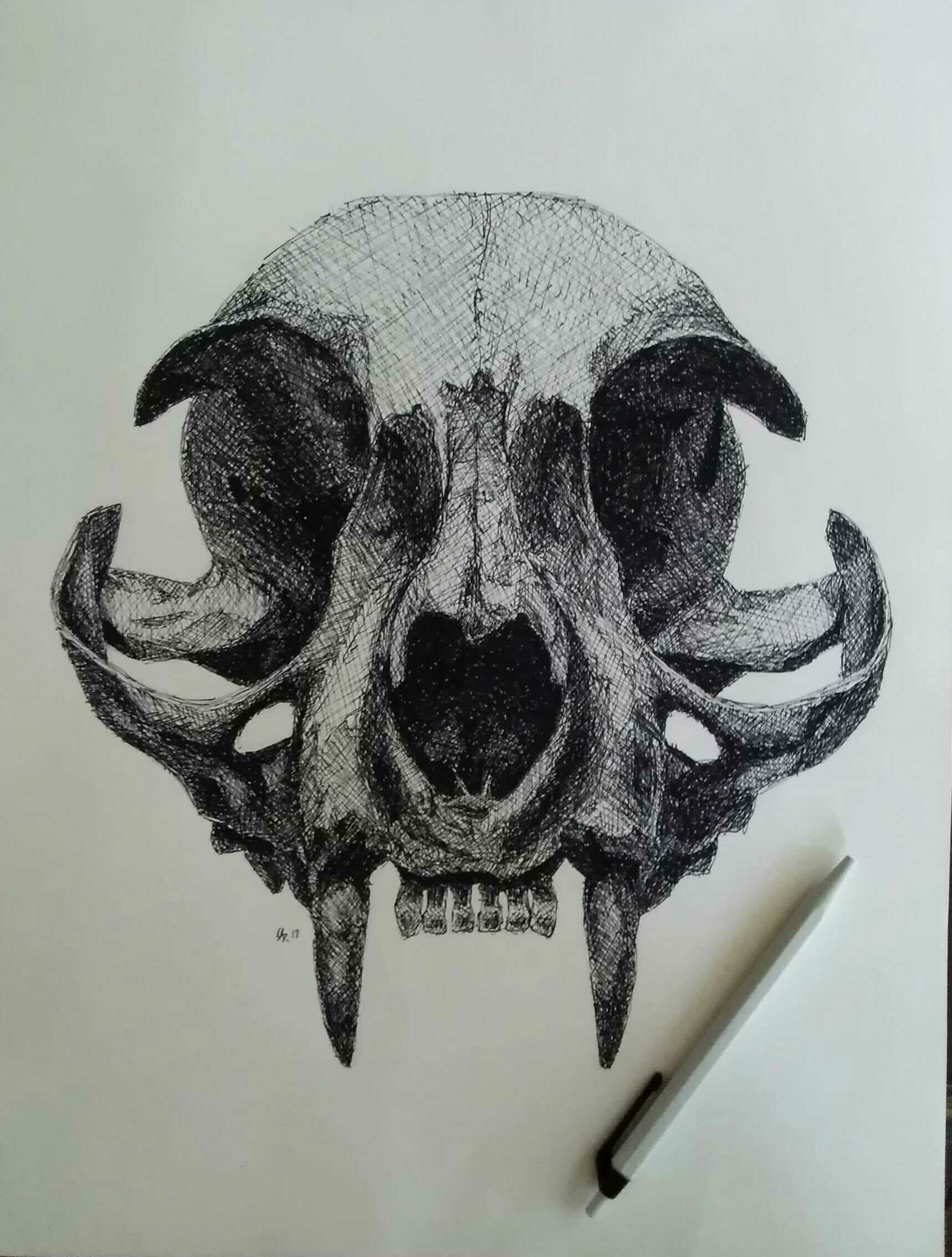 Cat Skull Drawing Art