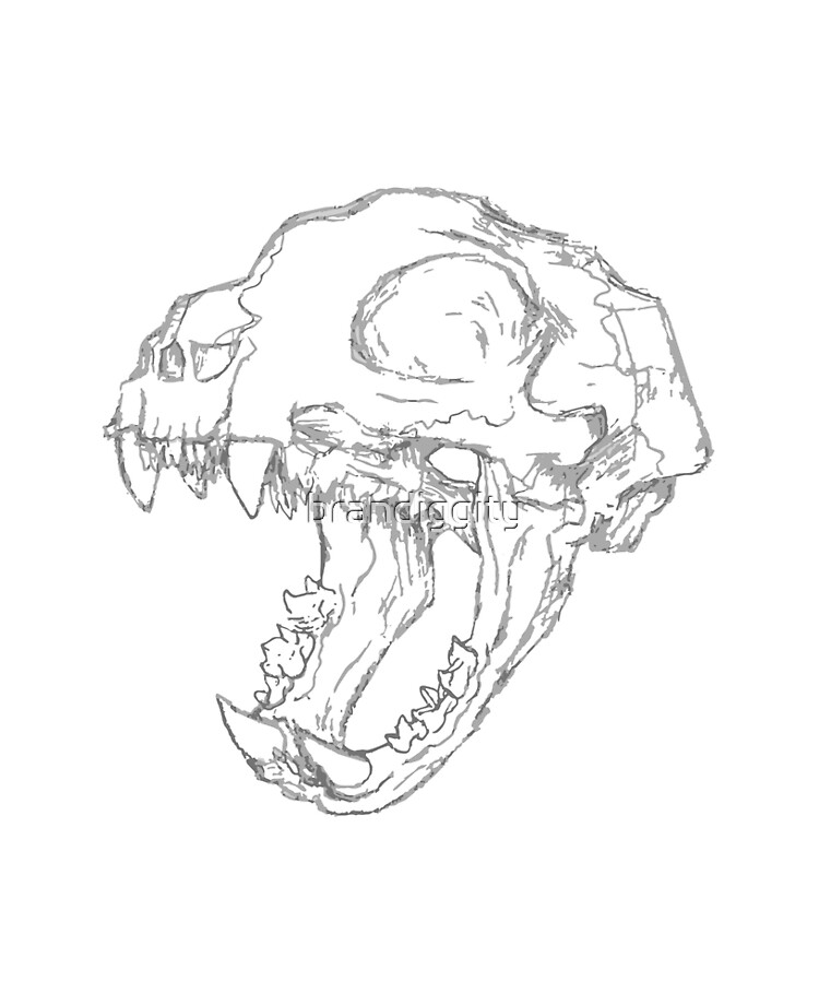 Cat Skull Drawing Beautiful Art