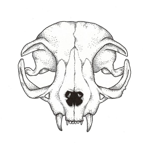 Cat Skull Drawing Creative Art