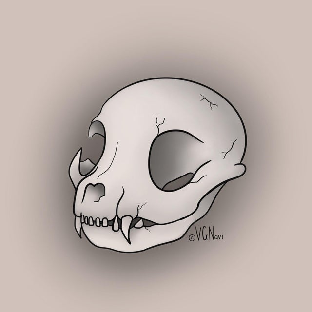 Cat Skull Drawing Image
