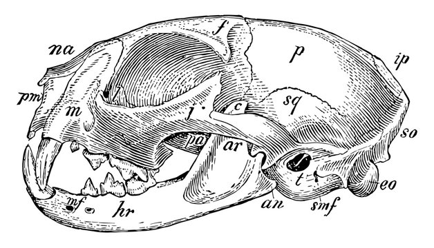 Cat Skull Drawing Images