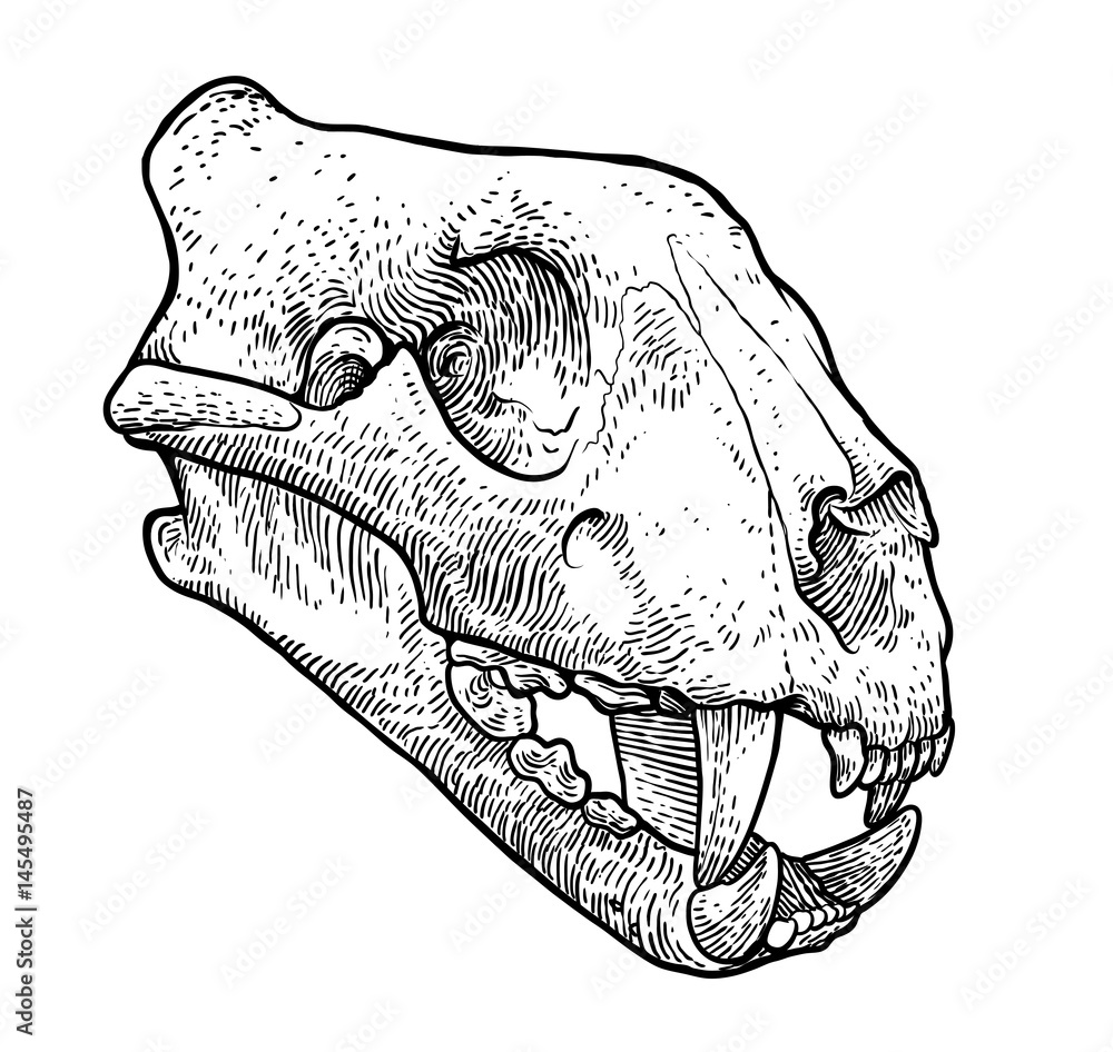 Cat Skull Drawing Photo