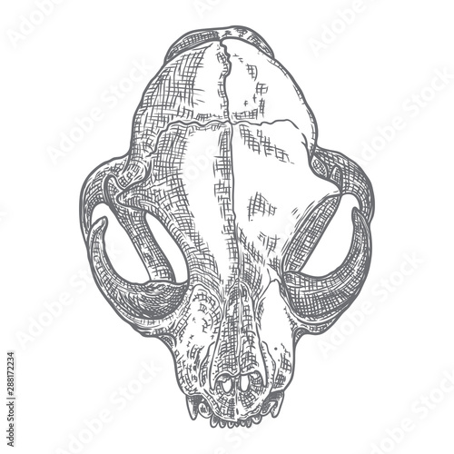 Cat Skull Drawing Picture