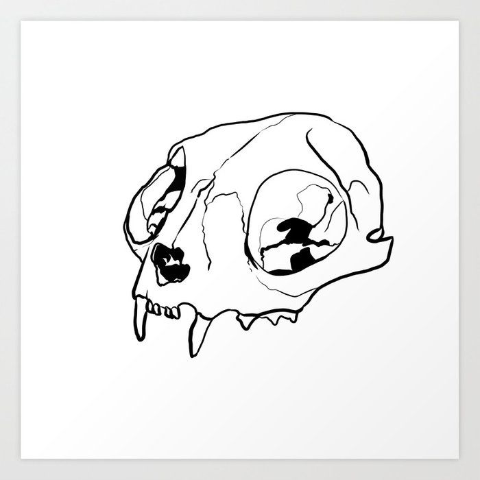 Cat Skull Drawing Pictures