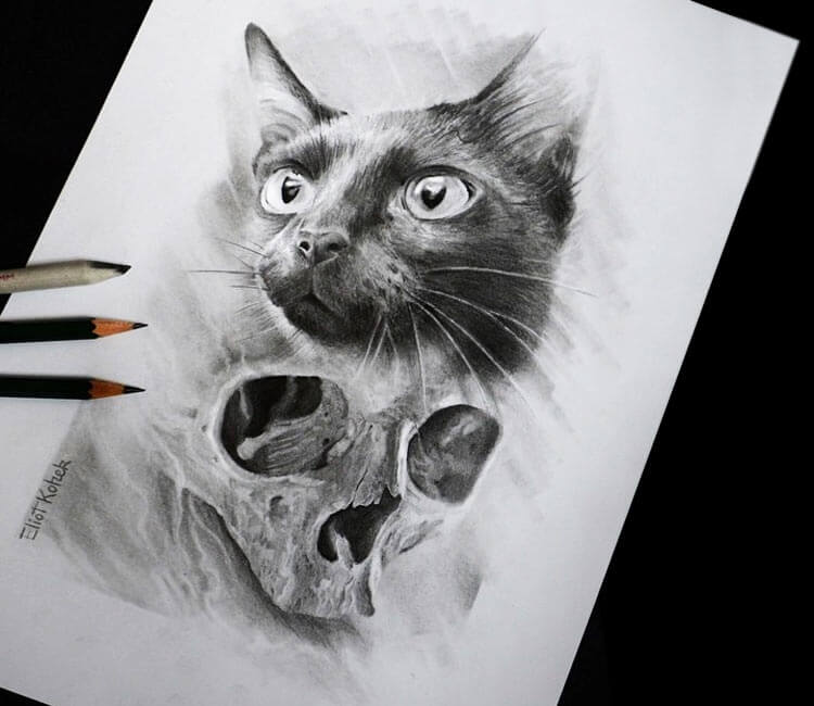 Cat Skull Drawing Realistic
