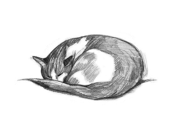 Cat Sleeping Drawing Photo