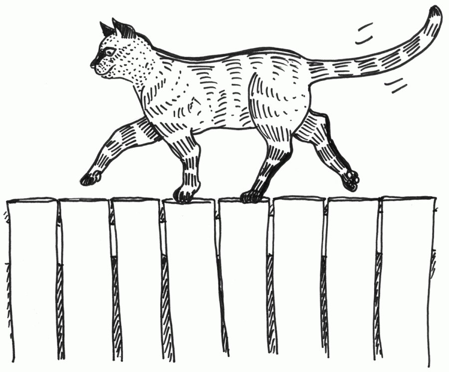 Cat Tail Drawing Pics