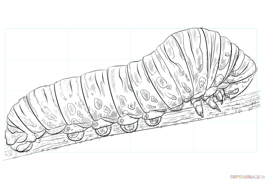 Caterpillar Drawing Art
