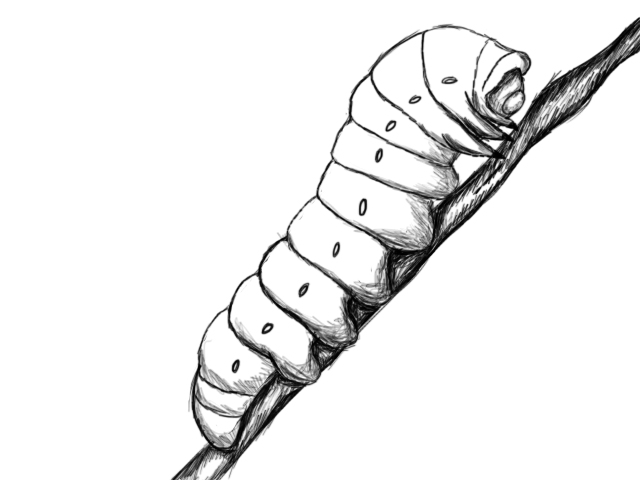Caterpillar Drawing High-Quality