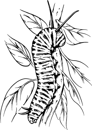 Caterpillar Drawing Photo