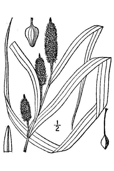 Cattail Drawing High-Quality