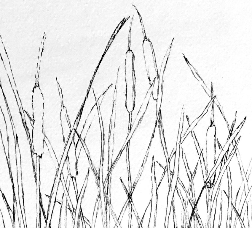Cattail Drawing Images