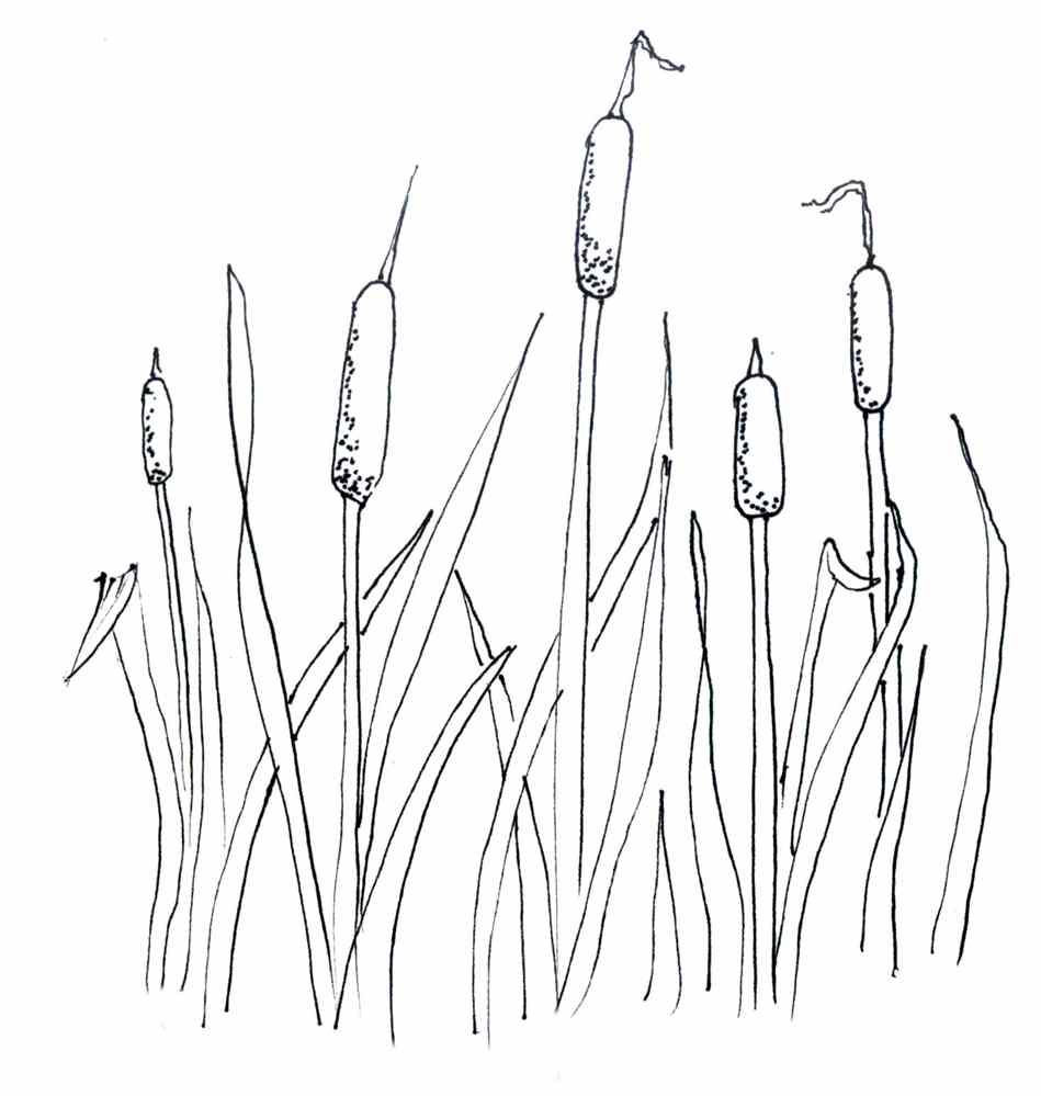 Cattail Drawing Pic