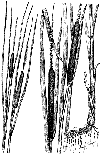 Cattail Drawing Pics