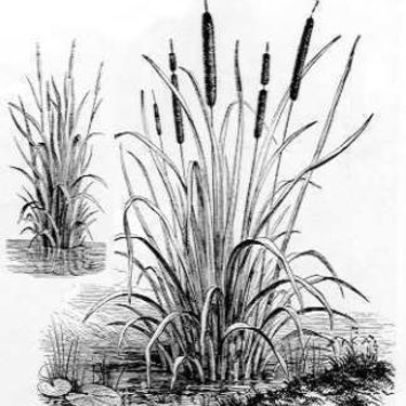 Cattail Drawing Picture