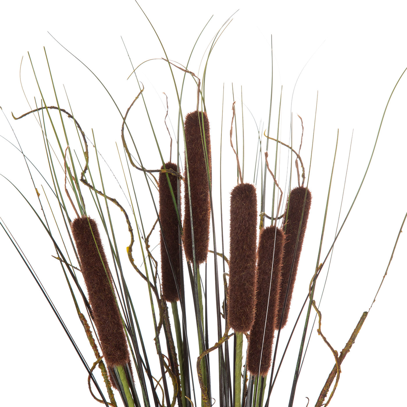 Cattail Drawing Realistic