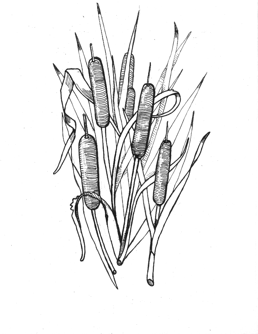 Cattail Drawing Sketch