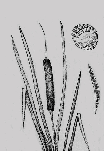 Cattail Drawing