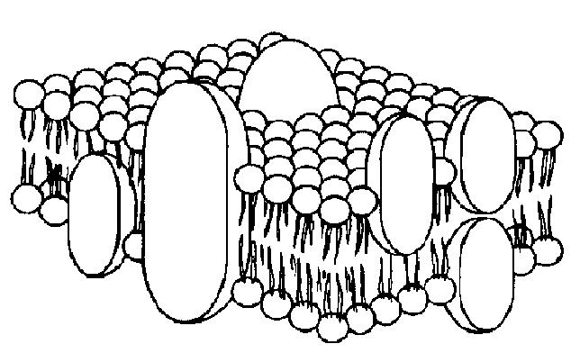 Cell Membrane Drawing Beautiful Image