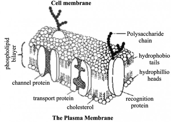 Cell Membrane Drawing High-Quality