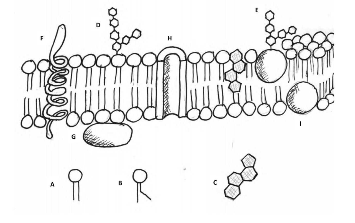 Cell Membrane Drawing Image