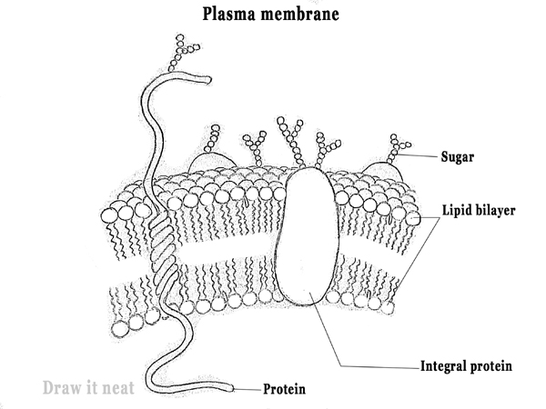 Cell Membrane Drawing Picture