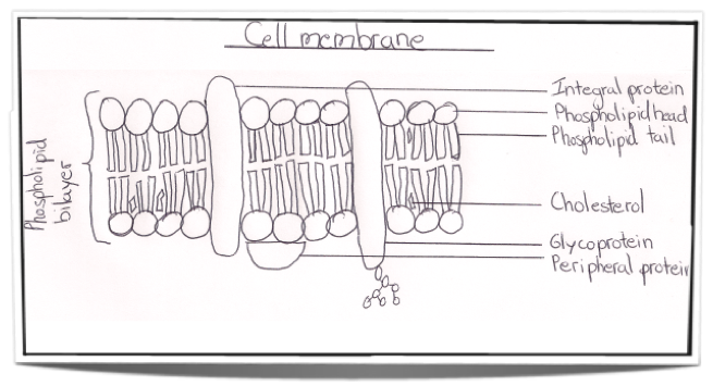 Cell Membrane Drawing