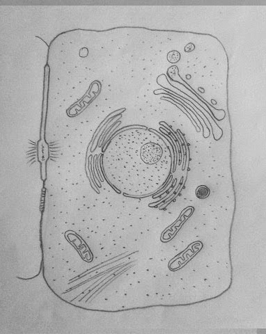 Cells Drawing Art