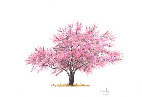 Cherry Blossom Tree Best Drawing