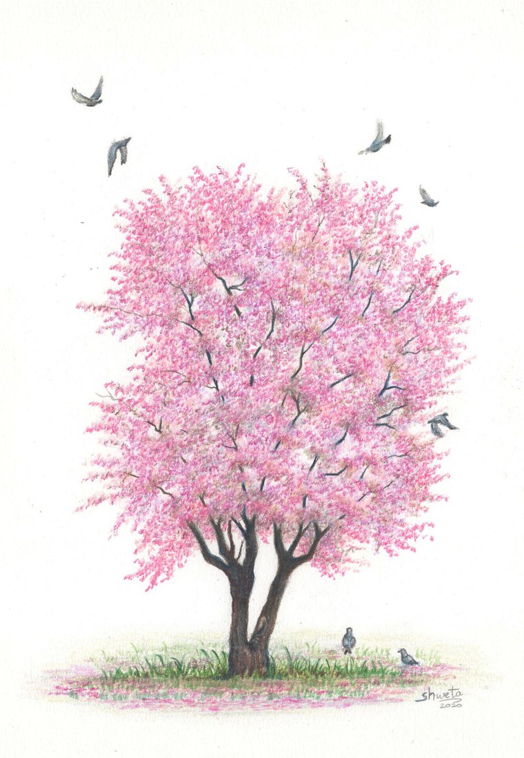 Cherry Blossom Tree Drawing Image