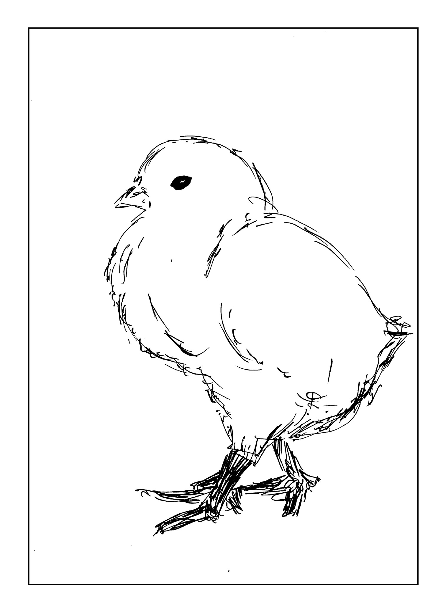 Chick Drawing Art