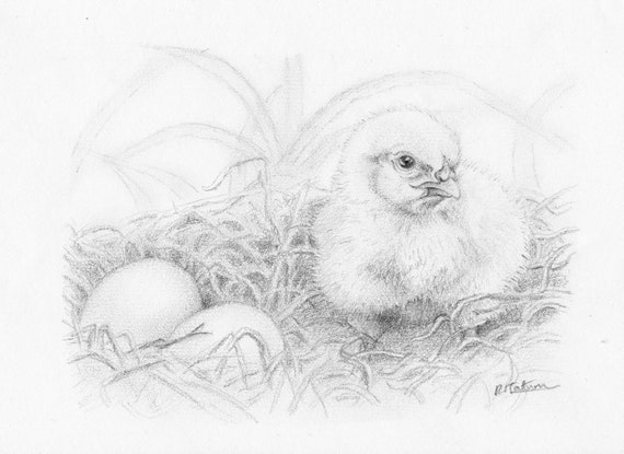 Chick Drawing