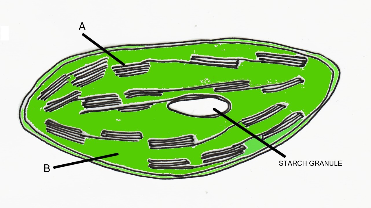 Chloroplast Best Drawing