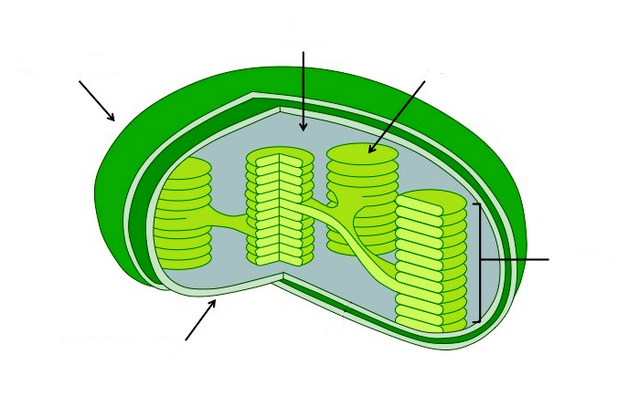 Chloroplast Drawing Beautiful Image