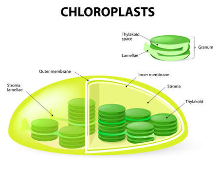 Chloroplast Drawing Image