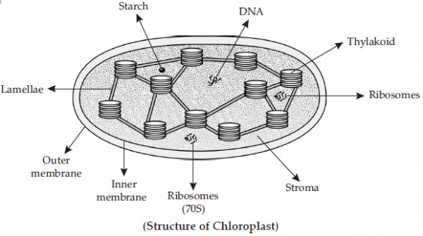 Chloroplast Drawing Images