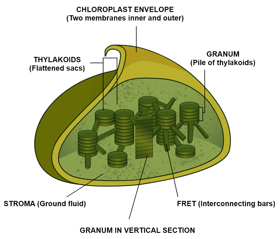 Chloroplast Drawing Photo