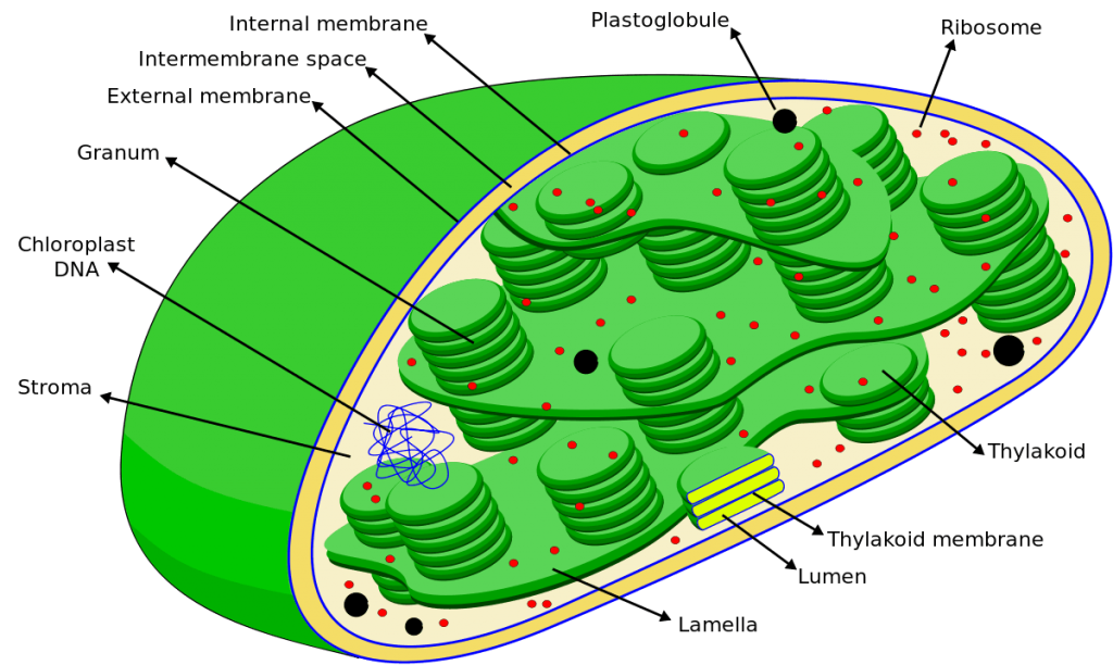 Chloroplast Drawing Pic