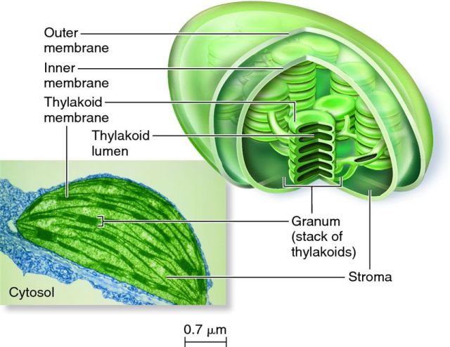 Chloroplast Drawing Pics