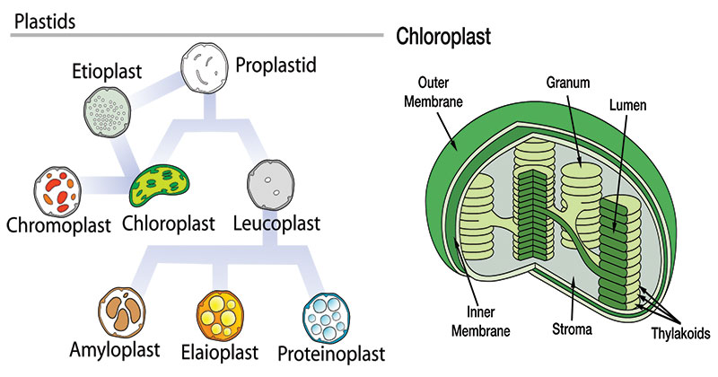 Chloroplast Drawing Picture