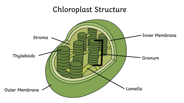 Chloroplast Drawing Pictures