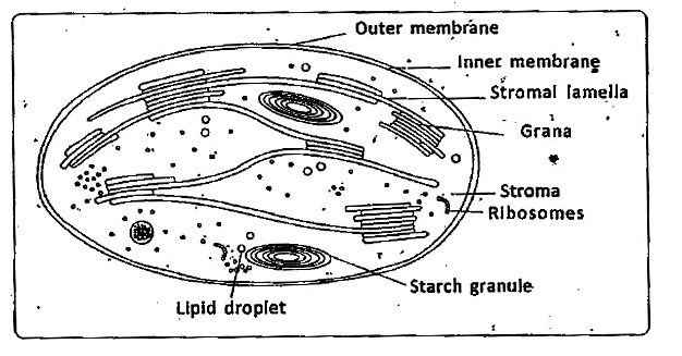 Chloroplast Drawing Realistic