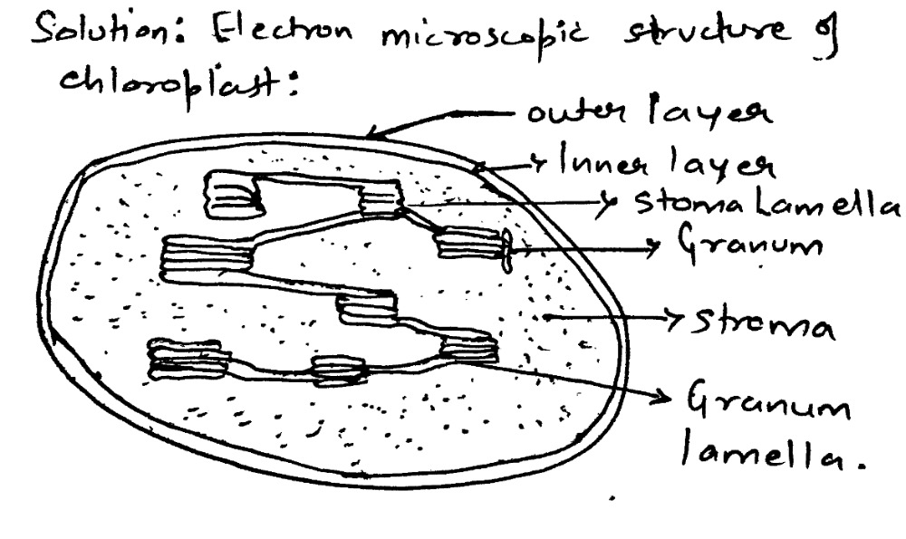 Chloroplast Drawing Sketch