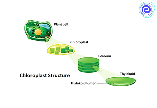 Chloroplast Drawing